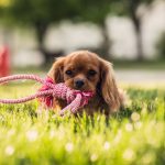 Zoom sur le pet-sitting Zoom sur le pet-sitting