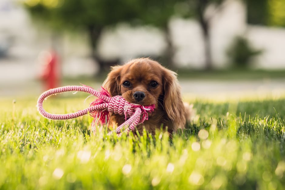 Zoom sur le pet-sitting