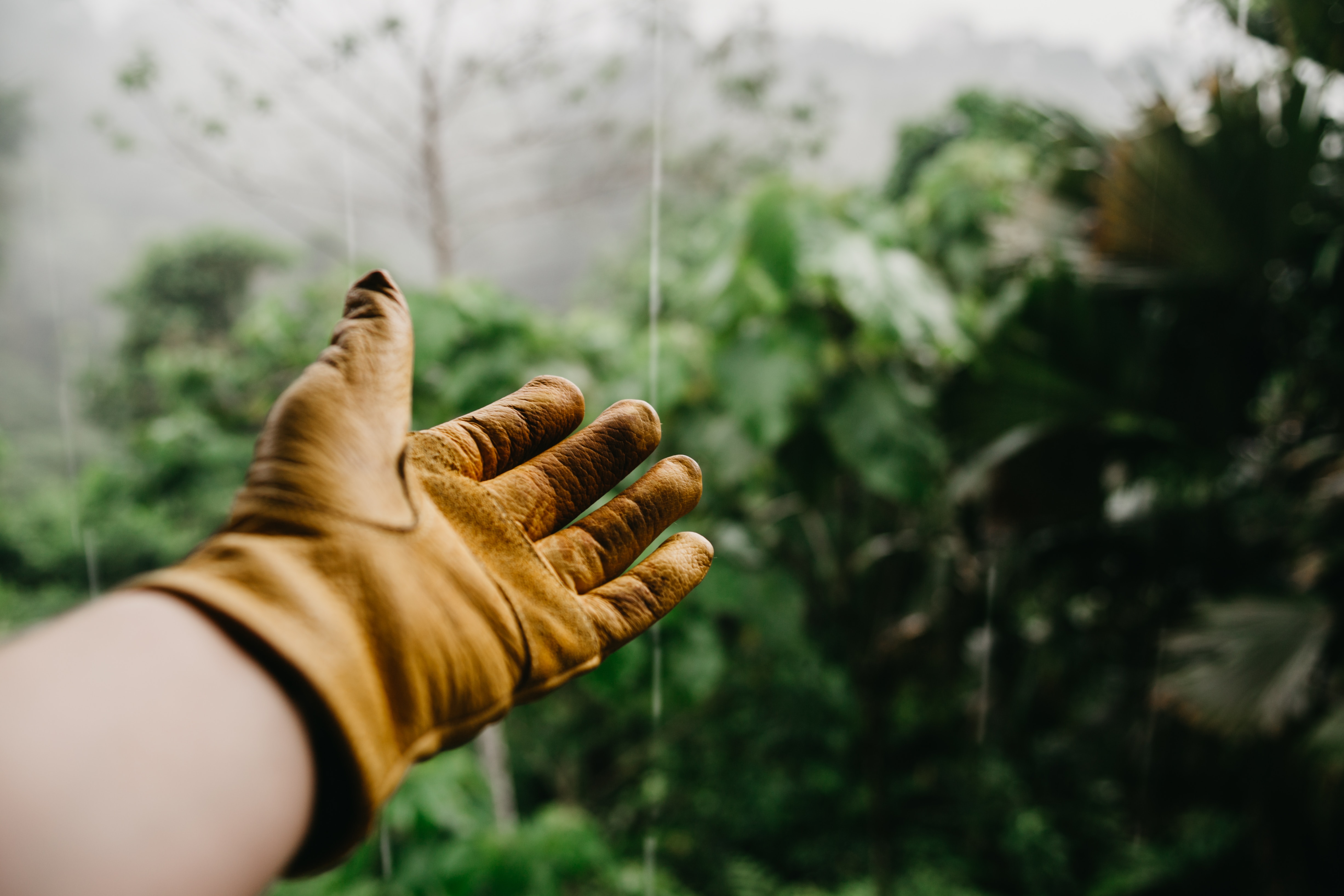 Entretien de jardin : combien coûte l’intervention d’un jardinier ?